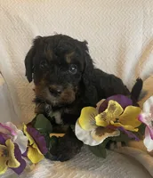 Janice, a female Bernedoodle for sale in Milford, MI – Photo 1 of 4