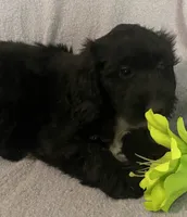 Danna, a female Miniature Bernedoodle for sale in Milford, MI – 2 of 9
