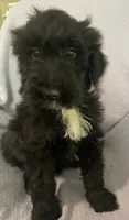 Leon, a male Miniature Bernedoodle for sale in Milford, MI – 8 of 8