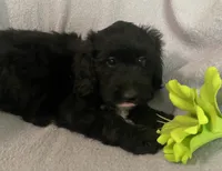Danna, a female Miniature Bernedoodle for sale in Milford, MI – 4 of 9
