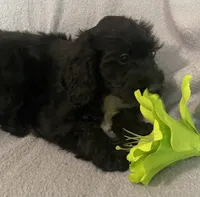 Danna, a female Miniature Bernedoodle for sale in Milford, MI – 3 of 9