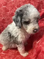 Leroy, a male Bernedoodle and Miniature Bernedoodle for sale in Milford, MI – Photo 3 of 3