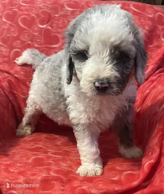 Leroy, a male Bernedoodle and Miniature Bernedoodle for sale in Milford, MI – Photo 1 of 3