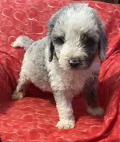 Leroy, a male Bernedoodle and Miniature Bernedoodle for sale in Milford, MI – Photo 1 of 3