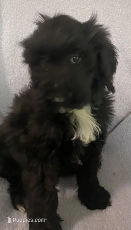 Leon – Miniature Bernedoodle puppy for sale in Milford, MI