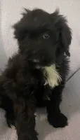 Leon, a male Miniature Bernedoodle for sale in Milford, MI – 1 of 8