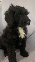 Leon, a male Miniature Bernedoodle for sale in Milford, MI – 3 of 8