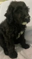 Bernie, a male Miniature Bernedoodle for sale in Milford, MI – 7 of 9