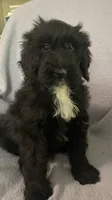 Leon, a male Miniature Bernedoodle for sale in Milford, MI – 2 of 8
