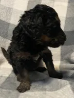 Sophie Jo, a female Miniature Bernedoodle for sale in Milford, MI – Photo 2 of 8