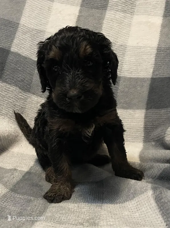Sophie Jo – Miniature Bernedoodle puppy on hold in Milford, MI