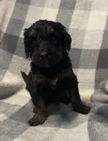 Sophie Jo, a female Miniature Bernedoodle for sale in Milford, MI – Photo 6 of 8