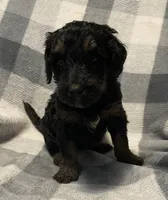 Sophie Jo, a female Miniature Bernedoodle for sale in Milford, MI – Photo 3 of 8