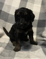 Sophie Jo, a female Miniature Bernedoodle for sale in Milford, MI – Photo 5 of 8