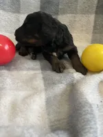 Candy, a female Miniature Bernedoodle for sale in Milford, MI – Photo 2 of 2