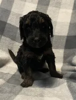 Sophie Jo, a female Miniature Bernedoodle for sale in Milford, MI – Photo 4 of 8