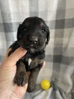 Candy, a female Miniature Bernedoodle for sale in Milford, MI – Photo 1 of 2