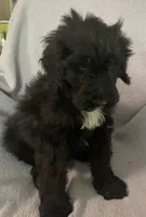 Leon, a male Miniature Bernedoodle for sale in Milford, MI – 4 of 8