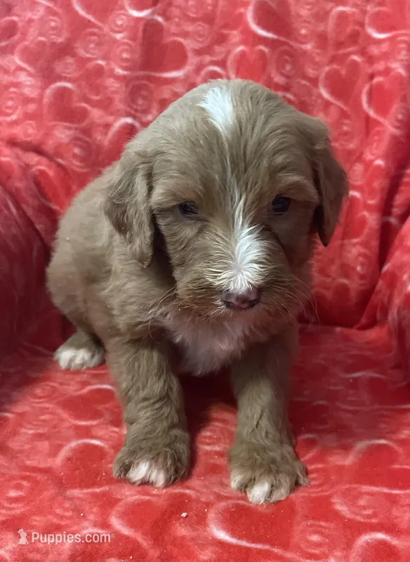 Wallie, a male Bernedoodle and Miniature Bernedoodle for sale in Milford, MI – Photo 1 of 3