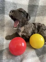 Beth, a female Miniature Bernedoodle for sale in Milford, MI – Photo 2 of 4