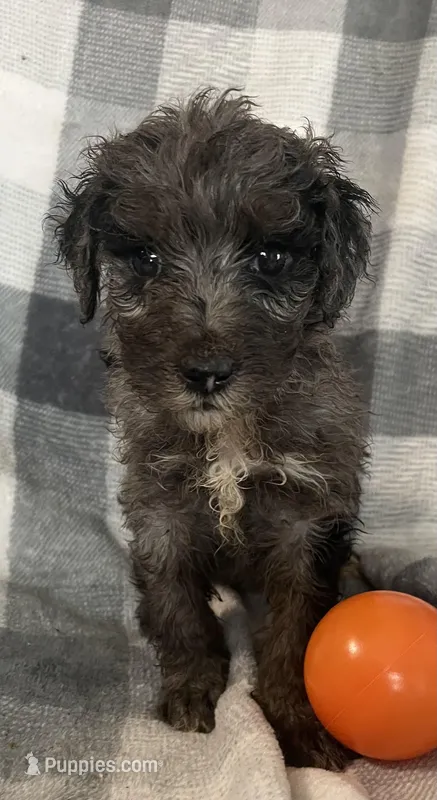 Beth – Miniature Bernedoodle puppy for sale in Milford, MI