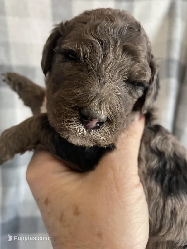 Beth – Miniature Bernedoodle puppy for sale in Milford, MI