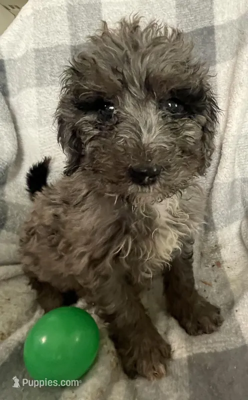 Beth – Miniature Bernedoodle puppy for sale in Milford, MI