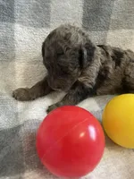 Beth, a female Miniature Bernedoodle for sale in Milford, MI – Photo 4 of 4