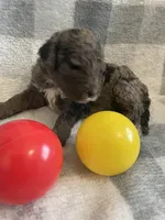 Beth, a female Miniature Bernedoodle for sale in Milford, MI – Photo 3 of 4