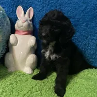 Night, a male Bernedoodle and Miniature Bernedoodle for sale in Milford, MI – Photo 2 of 6