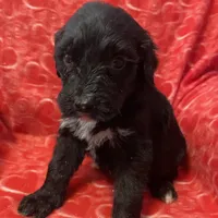 Night, a male Bernedoodle and Miniature Bernedoodle for sale in Milford, MI – Photo 6 of 6