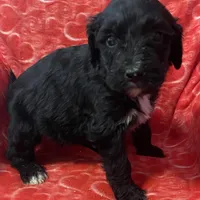 Night, a male Bernedoodle and Miniature Bernedoodle for sale in Milford, MI – Photo 4 of 6