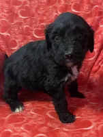 Night, a male Bernedoodle and Miniature Bernedoodle for sale in Milford, MI – Photo 1 of 3