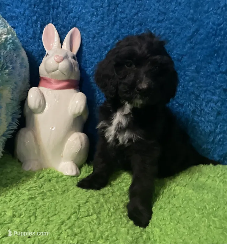 Night – Bernedoodle, Miniature Bernedoodle puppy for sale in Milford, MI