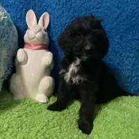 Night, a male Bernedoodle and Miniature Bernedoodle for sale in Milford, MI – Photo 3 of 6