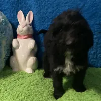 Night, a male Bernedoodle and Miniature Bernedoodle for sale in Milford, MI – Photo 1 of 6