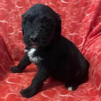 Night, a male Bernedoodle and Miniature Bernedoodle for sale in Milford, MI – Photo 5 of 6