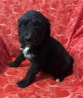 Night, a male Bernedoodle and Miniature Bernedoodle for sale in Milford, MI – Photo 2 of 3