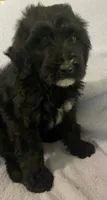 Bernie, a male Miniature Bernedoodle for sale in Milford, MI – 8 of 9