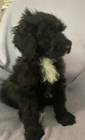 Leon, a male Miniature Bernedoodle for sale in Milford, MI – 5 of 8