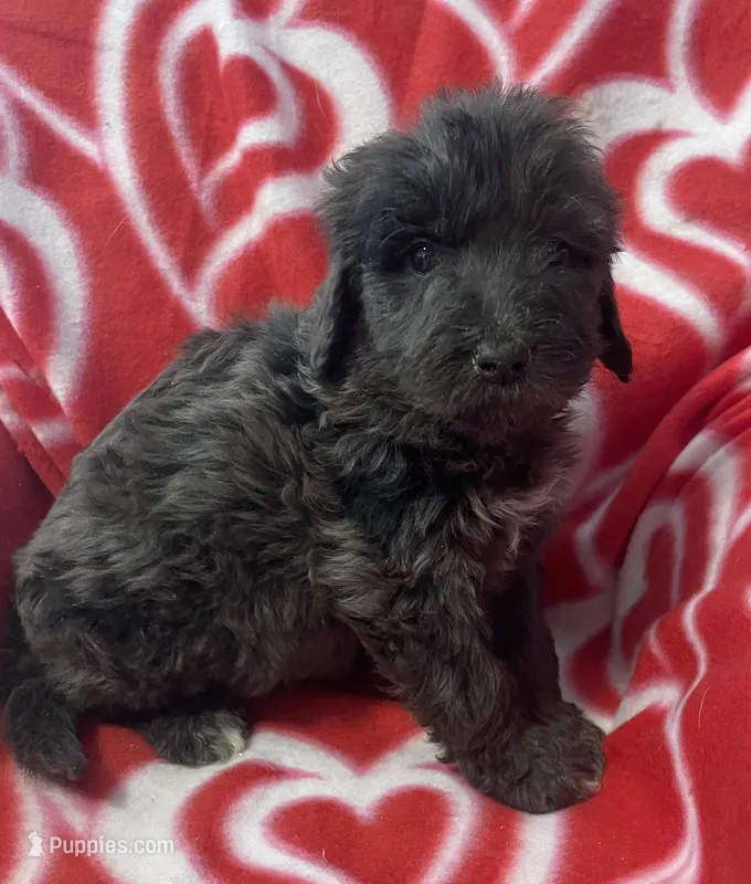 Pepper, a female Bernedoodle and Miniature Bernedoodle for sale in Milford, MI – Photo 1 of 4