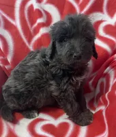 Pepper, a female Bernedoodle and Miniature Bernedoodle for sale in Milford, MI – Photo 1 of 4