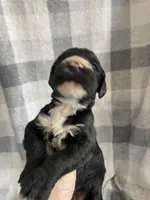 Alex, a male Miniature Bernedoodle for sale in Milford, MI – Photo 2 of 3