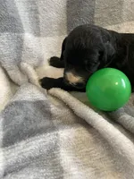 Alex, a male Miniature Bernedoodle for sale in Milford, MI – Photo 3 of 3