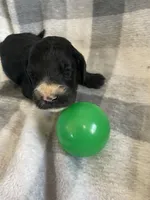 Alex, a male Miniature Bernedoodle for sale in Milford, MI – Photo 1 of 3