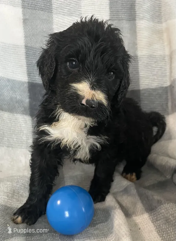 Alex – Miniature Bernedoodle puppy for sale in Milford, MI