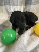 Bernie, a male Miniature Bernedoodle for sale in Milford, MI – Photo 3 of 3