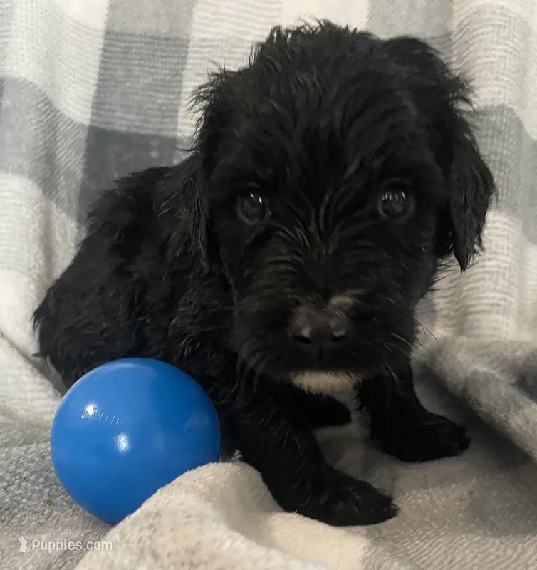 Bernie – Miniature Bernedoodle puppy for sale in Milford, MI