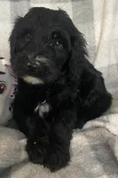 Bernie, a male Miniature Bernedoodle for sale in Milford, MI – 5 of 10