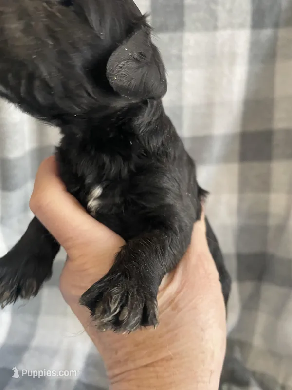 Bernie – Miniature Bernedoodle puppy for sale in Milford, MI